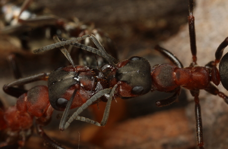 Rote Waldameise  (Formica rufa) - © Christian Komposch